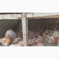 Old Layers Chicken Breeds