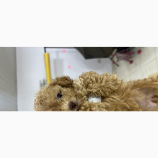 Purebred Poodle - 1-3 months Male