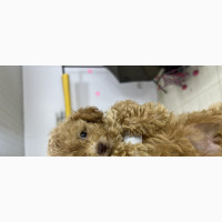 Purebred Poodle - 1-3 months Male
