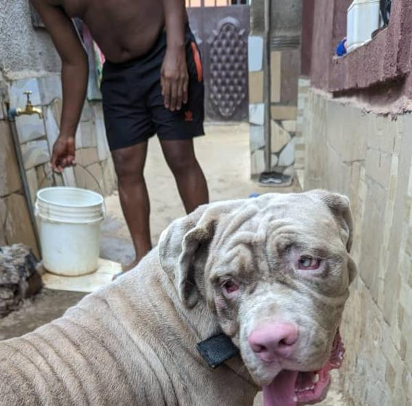Фото 1/1. Neapolitan Mastiff Available for Crossing