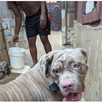 Neapolitan Mastiff Available for Crossing