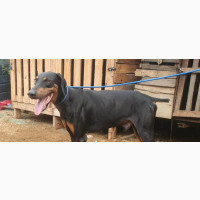 Male Purebred Doberman Pinscher for Stud Services