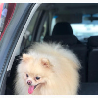 1+ year Male Purebred Pomeranian