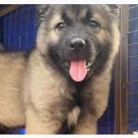 Caucasian Shepherd Puppies Available