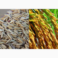 Rice Faro 44 Genetically Improved Rice Seed
