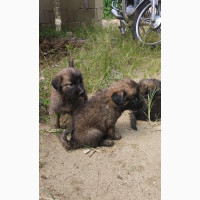 German Shepherd Puppies Available for Sale - 1-3 Months Female Mixed Breed