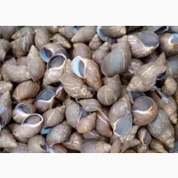 Snail Farming Set Up