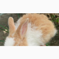 Foreign Hairy Angora Bunny for Sale