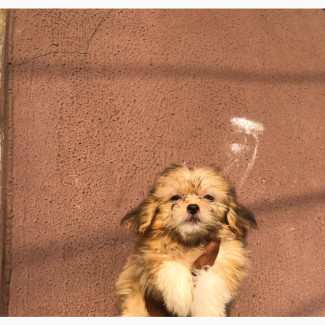 Purebred Lhasa Apso - Female, 3-6 months old