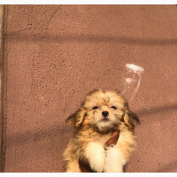 Purebred Lhasa Apso - Female, 3-6 months old