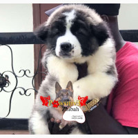 1-3 Month Male Purebred Saint Bernard