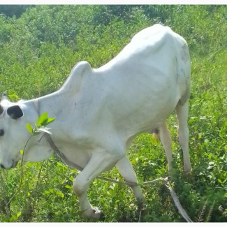 Healthy Cows for Sale at Affordable Prices