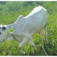 Healthy Cows for Sale at Affordable Prices