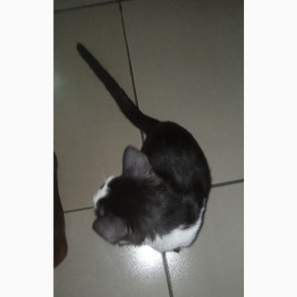 Male Purebred American Shorthair Kitten, 3-6 months old