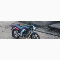 Denstar Taurus 2019 Purple