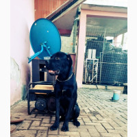 6-12 months Male Purebred Cane Corso