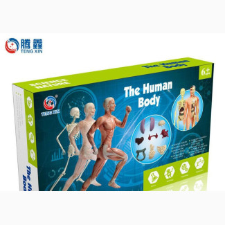 Skeletal System Educational Toy