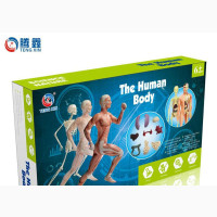 Skeletal System Educational Toy
