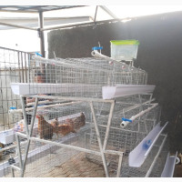 Galvanize Battery Cage for Layers - Durable and Reliable