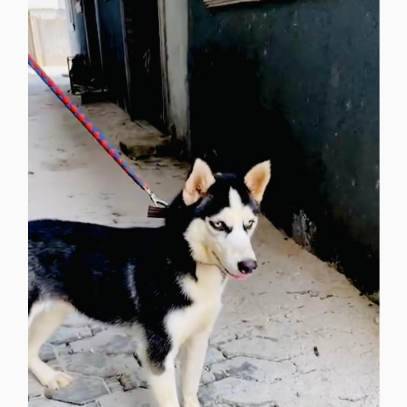 Фото 1/1. 3-6 months Female Purebred Siberian Husky