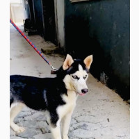 3-6 months Female Purebred Siberian Husky
