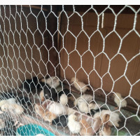 Day Old to 6 Weeks Old Local Chicken#039;s for Sales