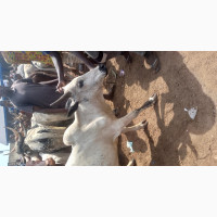 Big Healthy Cows for Sale in Lagos
