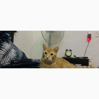6-12 months Male Purebred American Shorthair