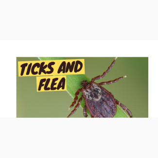 Tick and Flea Treatment for Your Dogs