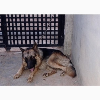 German Shepherd - Purebred Male for Mating