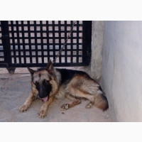 German Shepherd - Purebred Male for Mating