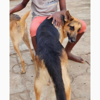 German Shepherd Puppy for Sale