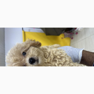 Male Purebred Maltipoo Puppy Available