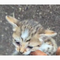 Female Purebred American Shorthair 1-3 months old