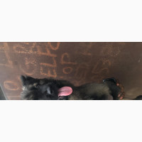 Purebred Caucasian Shepherd Female Puppy