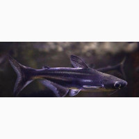 Pangasius Shark Aquarium Fish for Sale