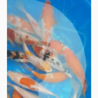 Koi Fish for Your Aquarium