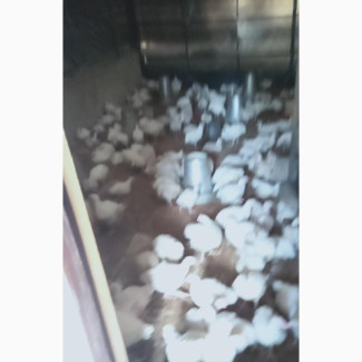 Experienced Poultry Farm Worker Wanted