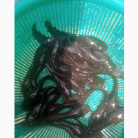 Standard Juvenile and Jumbo of Dutch Clarias Ävailable