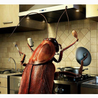Fumigation Of Your House
