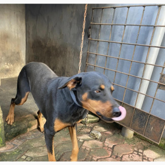 1+ year Male Purebred Doberman Pinscher