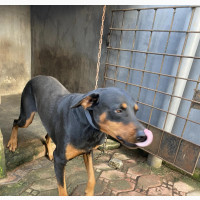1+ year Male Purebred Doberman Pinscher