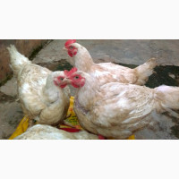 30 Healthy Chickens for Sale