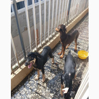 3-6 months Male Purebred Doberman Pinscher