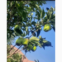 English Apple Tree