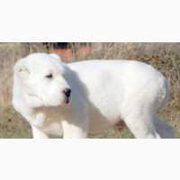 1-3 months Male Purebred Alabai