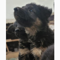 Female Purebred German Shepherd