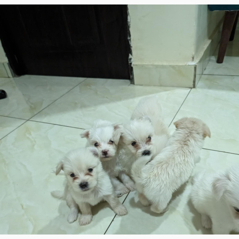 Фото 1/1. 1-3 months Female Mixed Breed Lhasa Apso