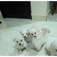 1-3 months Female Mixed Breed Lhasa Apso