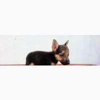 Male German Shepherd Puppies in Ibadan